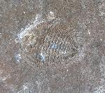 Changaspis elongata LEE in CHIEN 1961  - Bild © FossNet FossilienStore